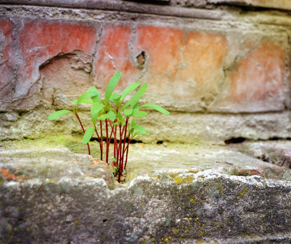 Green plants growing between the cracks of an old, weathered brick wall with some moss surrounding the base.