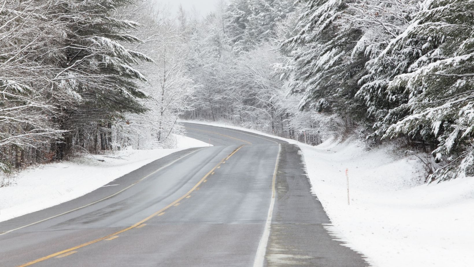 A snow-covered winding road flanked by snow-laden pine trees on a foggy day.